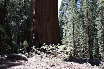 Mammutbaum im Yosemite National Park, Kalifornien