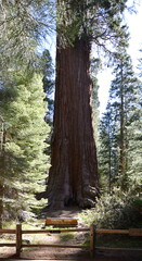 Mammutbaum im Yosemite National Park, Kalifornien