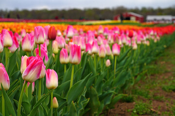 View of a colorful tulip field with flowers in bloom in Cream Ridge, Upper Freehold, New Jersey, United States