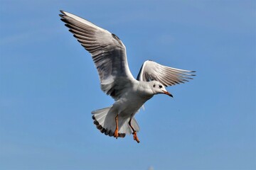 Mouette rieuse (Chroicocephalus ridibundus), lac de Neuchâtel, Suisse.