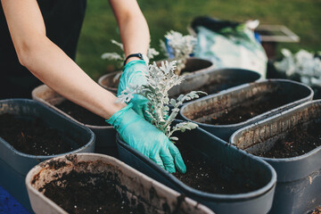 Planting and repotting plants. Woman is changing flower pots. Closeup portrait of woman hands.