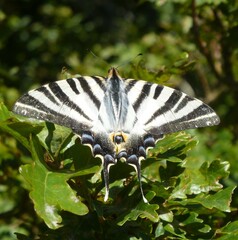 Papillon flamb&eacute;