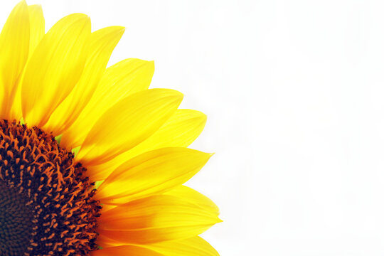 Sunflower petals background. Half sunflower close up on white backgrounds. Yellow flower. Spring or summer flowers backgrounds. Tropical floral texture pattern background.