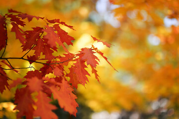 Branch of red oak on a background of yellow autumn forest