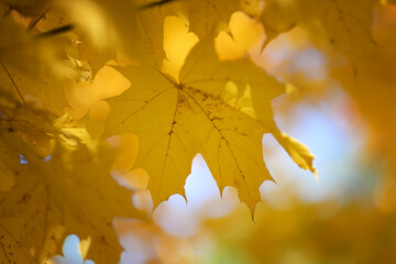 Fototapeta na wymiar Large yellow autumn leaf on autumn maple tree
