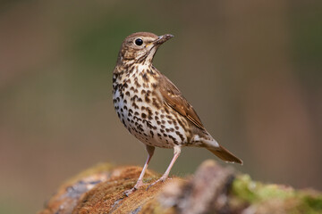 Song thrush ,,Turdus philomelos,, in natural environment, danubian forest, Slovakia, Europe