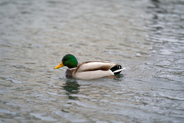 Close-up of male duck swimming on river Limmat on a rainy autumn day. Photo taken November 22nd, 2021, Zurich, Switzerland.
