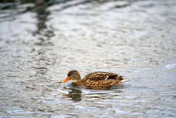 Close-up of female duck swimming on river Limmat on a rainy autumn day. Photo taken November 22nd, 2021, Zurich, Switzerland.