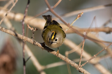 Goldcrest bird sitting on a twig, Regulus regulus, bird with a yellow stripe on its head, smallest...