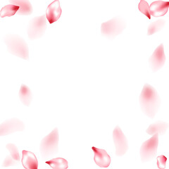 Pink sakura flower flying petals isolated on white vector background.