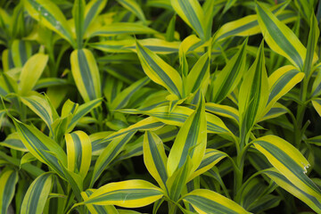 Fototapeta premium dracena ornamental plant from India in green and yellow color which was photographed in the afternoon