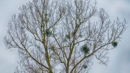 Colony of European Jackdaw Birds. A colony of jackdaw nesting high up in bare treetops against a dark cloudy sky.