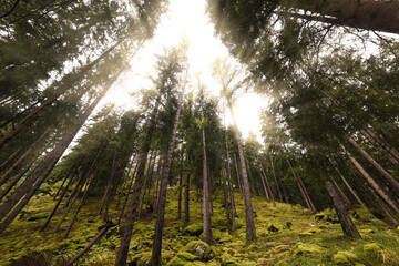bosco luce foresta alberi natura 