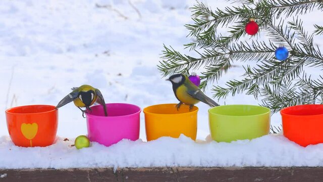 Holiday Christmas and New Year in nature. Cheerful bustle of funny tits around bird feeders with Christmas tree.