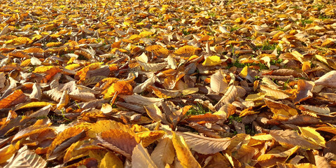 Foglie gialle sul prato in autunno