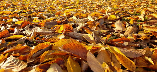 Foglie gialle sul prato in autunno