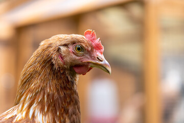 Huhn