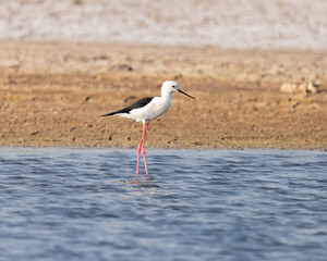 Black winged Stint