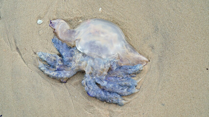 Close-up of a large dead jellyfish on a sandy shore, a dead jellyfish thrown onto the sea shore, an ecological disaster, global warming. Nature 4K video.