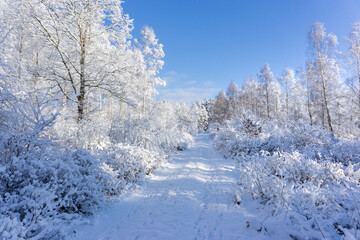 paysage d'hiver,paysage,hiver,neige,froid,neige,glace,arbres,chemin,sentier,nature,gel,gelé,blanc,blanche,forêt,arbre,suède,scandinavie,scandinave,enneigé,ciel,bleu