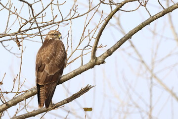Common buzzard on branch, waiting for the prey