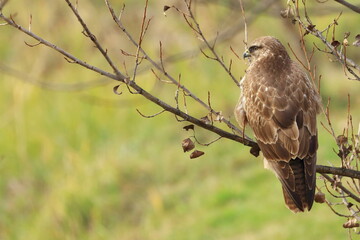 Common buzzard on branch, waiting for the prey