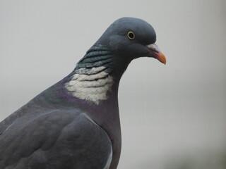 pigeon