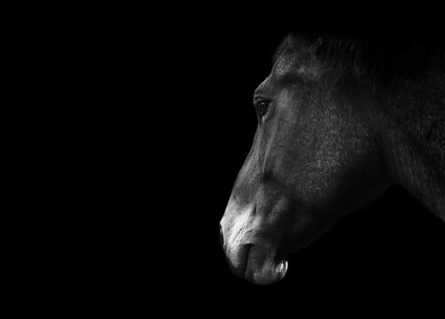 Portrait of a horse, isolated on black background with copy space. Monochrome, black and white photography. 