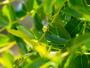 Simmondsia chinensis - jojoba - bloomed with small flowers on a tree on a Sunny day - obrazy, fototapety, plakaty