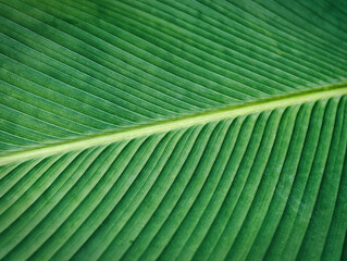 Full Frame Texture Background of Fresh Green Palm Leaf with Selective Focus