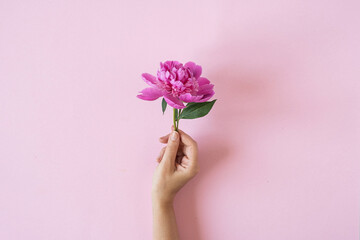Female hand holding pink peony flower on pink background