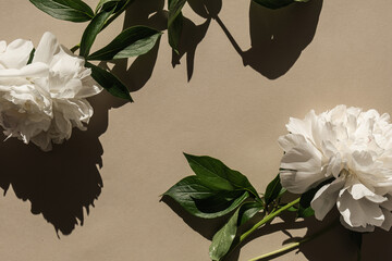 Elegant white peony flowers with sunlight shadows on neutral beige background. Flat lay, top view...