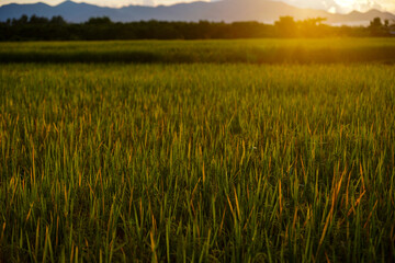 backlit field view beautiful evening nature scene for background