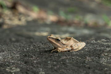 Hong Kong whipping frog,
Polypedates megacephalus, in Thailand