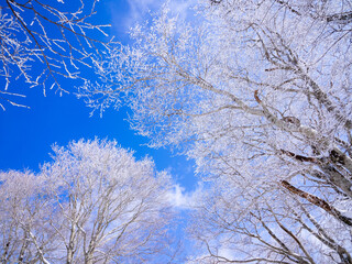 氷ノ山　樹氷と青空