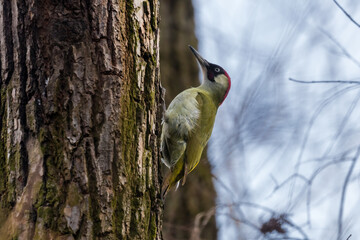 Green woodpecker, Picus viridis, poses nicely on a tree, knocks on a tree, looks for worms to eat