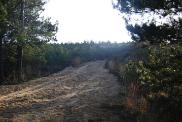 path in the woods