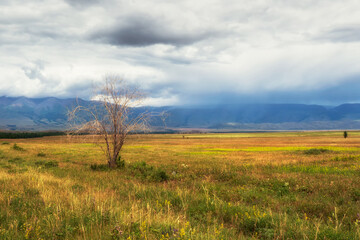 Fototapeta na wymiar Dry lonely tree in a bright steppe. Mountain field. Steppe on the background of mountains.
