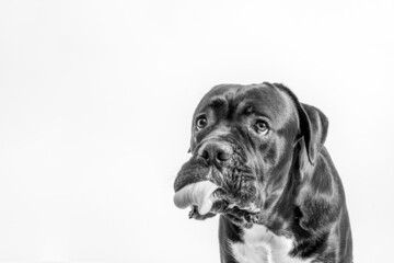 A close-up portrait of a Cane Corso, Italian Mastiff making faces, licking his nose and looking funny isolated, black and white