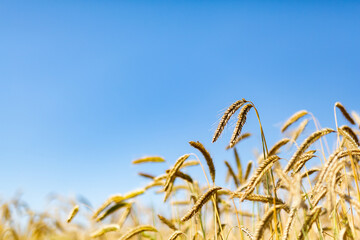 Gold ears of wheat against a clear blue sky soft focus, closeup, agriculture background.