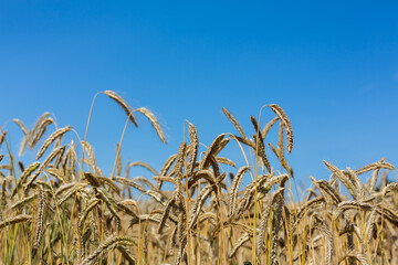 Gold ears of wheat against a clear blue sky soft focus, closeup, agriculture background.