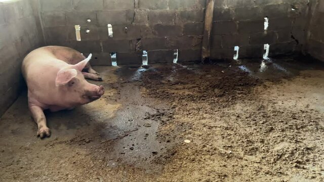 2 breeding pig, fat and big, lying on the ground, in the farm pen. which good ventilated, to agriculture and livestock concept