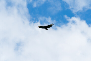 Fototapeta na wymiar condor and clouds