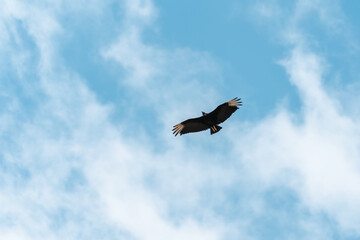 condor in the sky