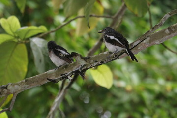 wagtail bird on the tree