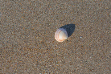 A single mussel shell on the sand by the sea. Ideal photo for advertising or holiday brochure.