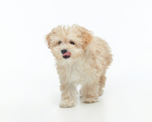 young shaggy puppy maltipu in the studio on a white background