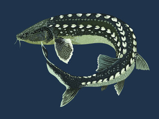 Drawing russian sturgeon, monster fish, art.illstration, vector