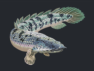 Drawing delhezi bichir, predator fish, art.illustration, vector