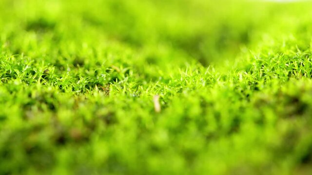 Green moss in nature. Blooming moss covers the ground with a dense carpet.